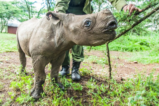 Illustration for article titled How to take care of a blind baby rhino